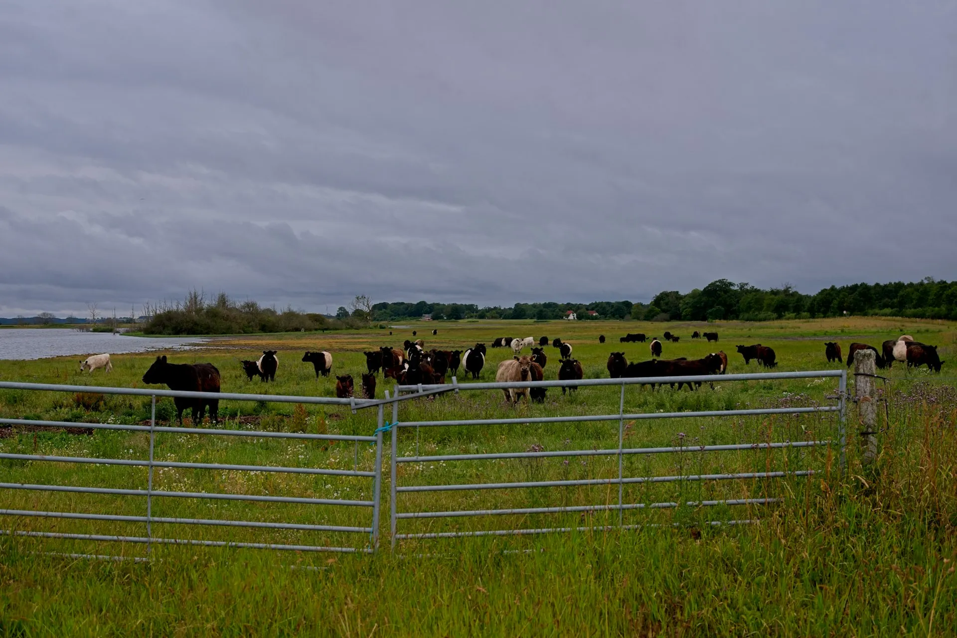 Tokenized livestock in bright pasture