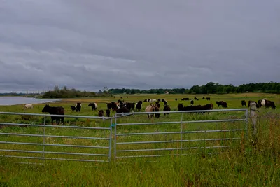Tokenized livestock in bright pasture