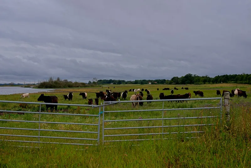 Tokenized livestock in bright pasture