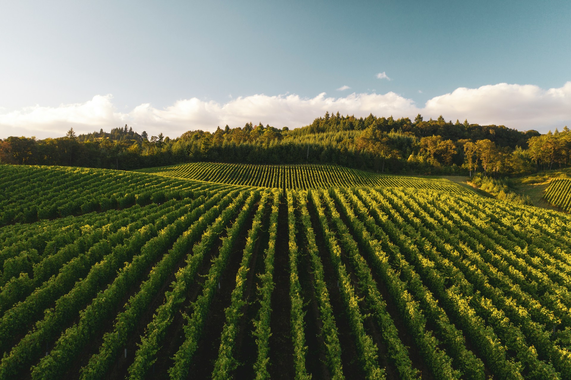 Rows of vines on a hillside vineyard