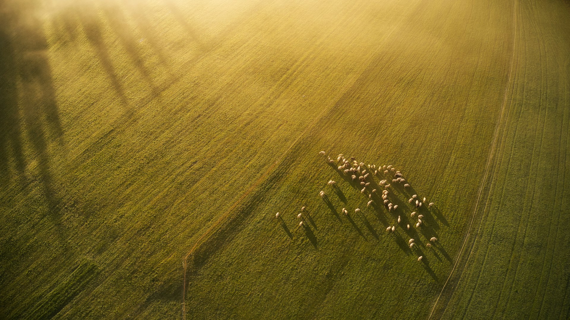Aerial view of a flock of sheep grazing on farmland at sunset